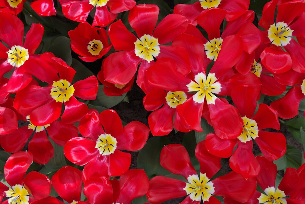 a bunch of red flowers with yellow centers