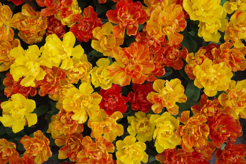 a close up of many different colored flowers