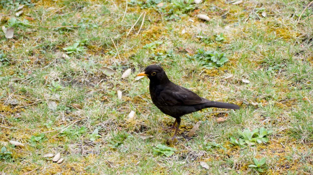 a black bird standing on top of a grass covered field