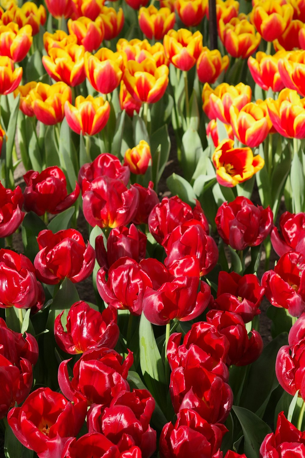 a field full of red and yellow tulips