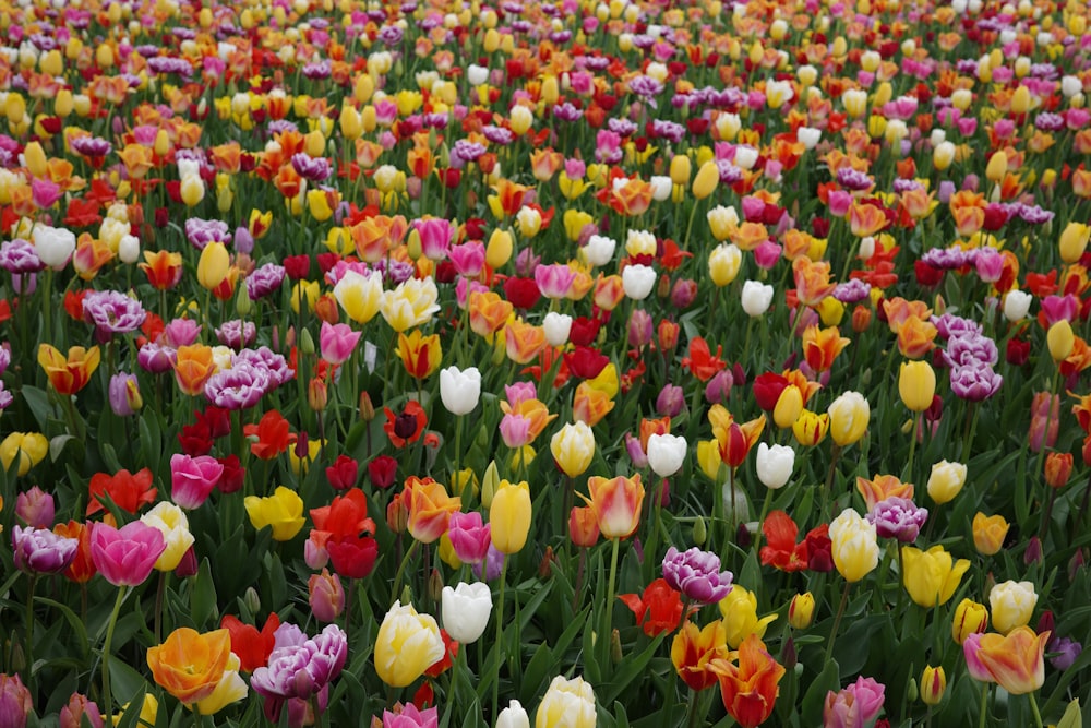 a field full of colorful tulips in the middle of the day