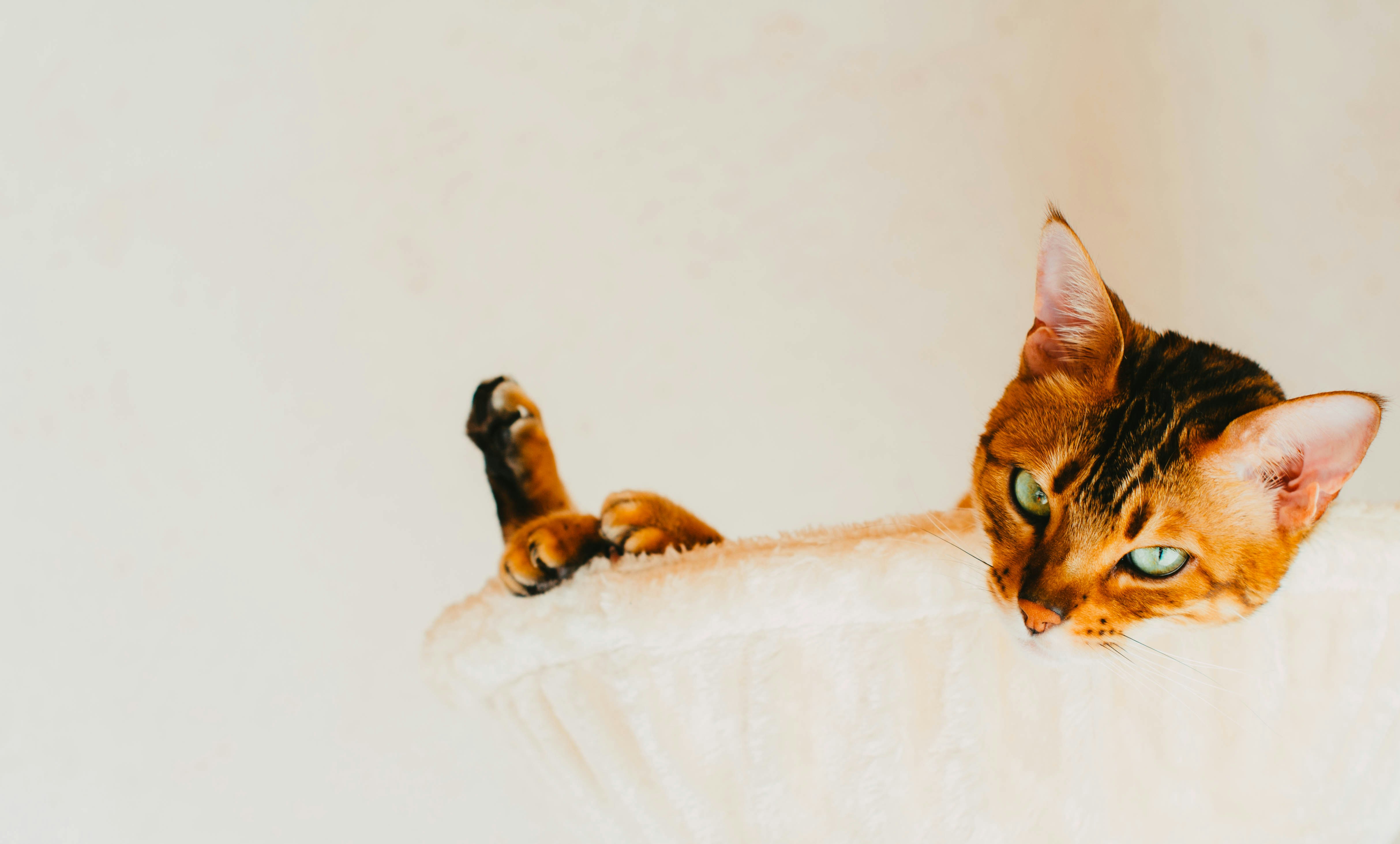 a cat laying on top of a white pillow