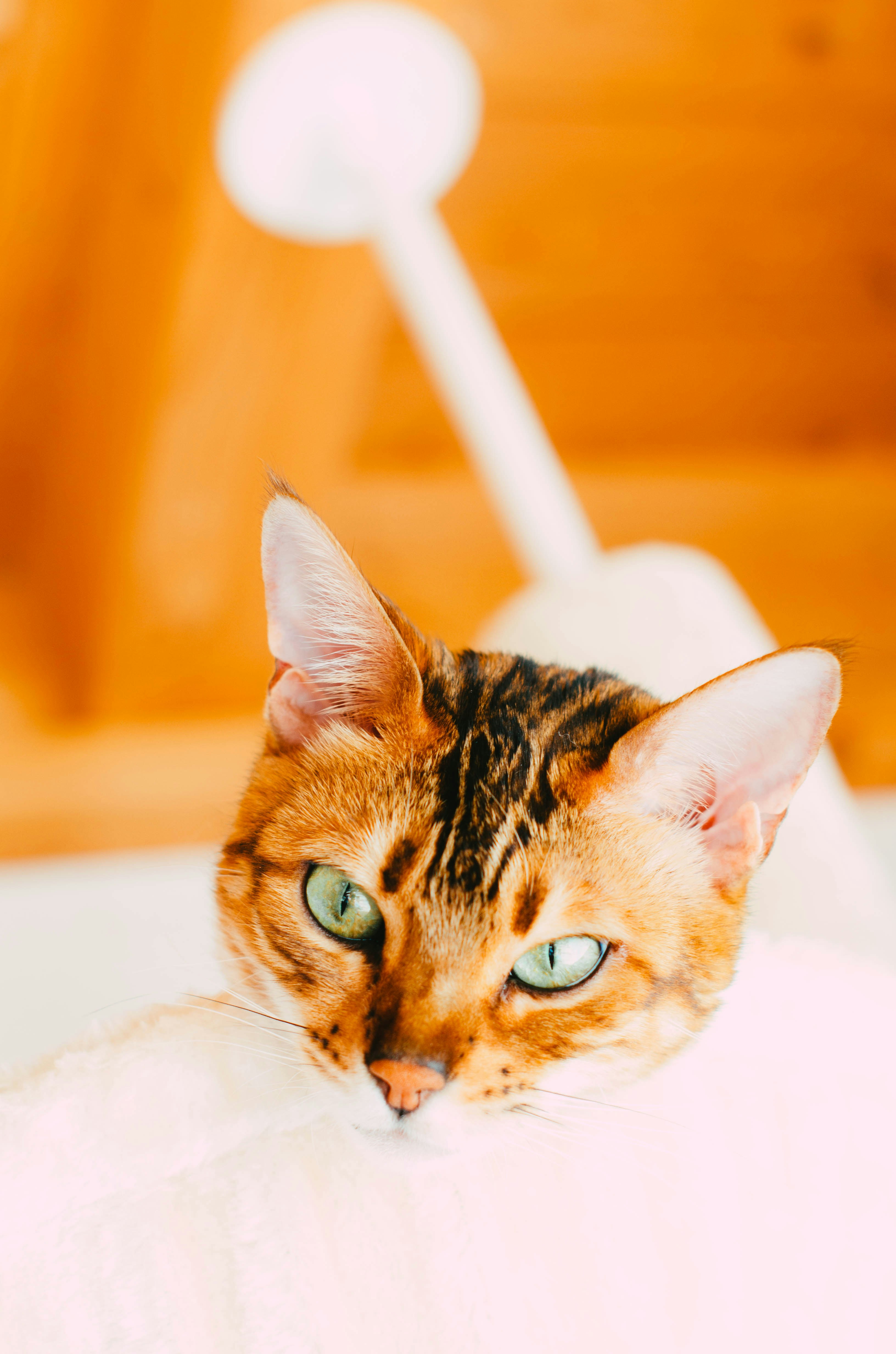 Photo by nika_benedictova