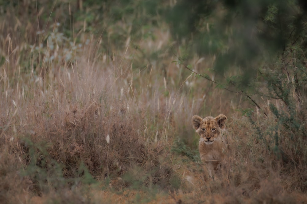 a lion cub walking through a field of tall grass