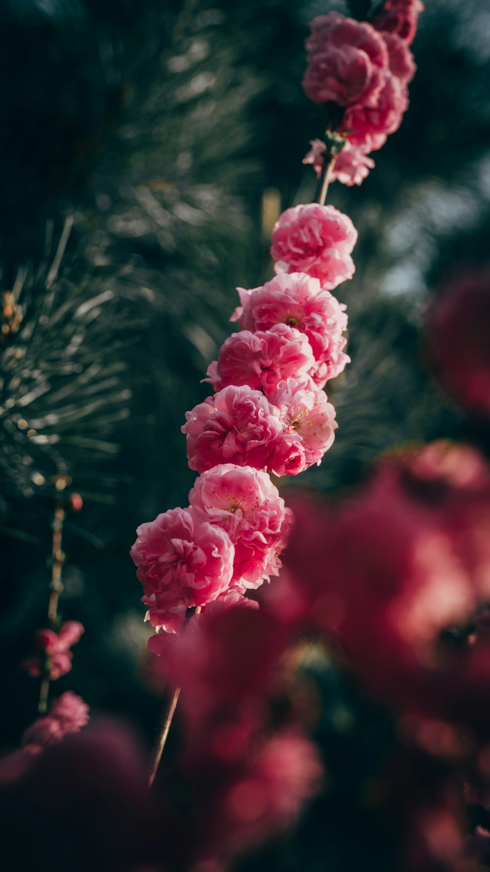 a bunch of pink flowers hanging from a tree