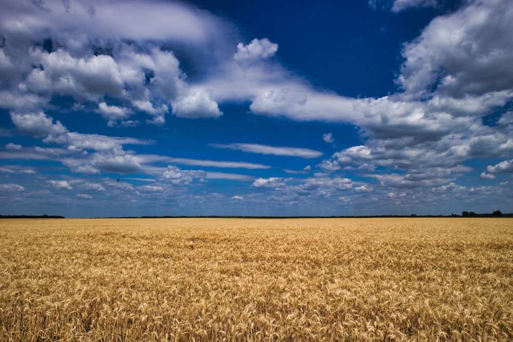 a field of wheat under a cloudy blue sky