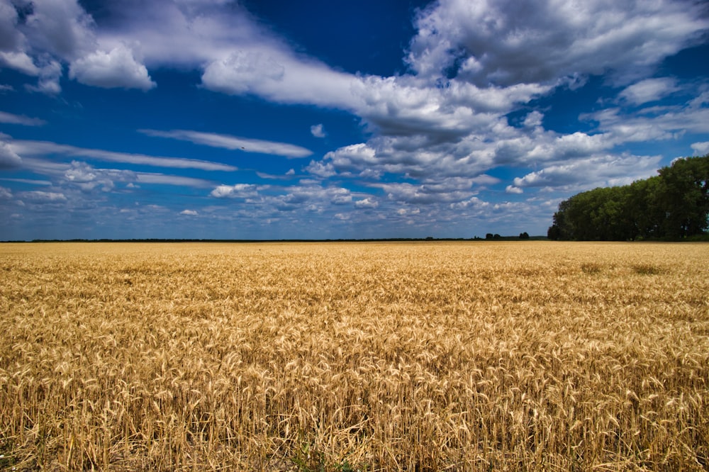 a field of wheat under a cloudy blue sky