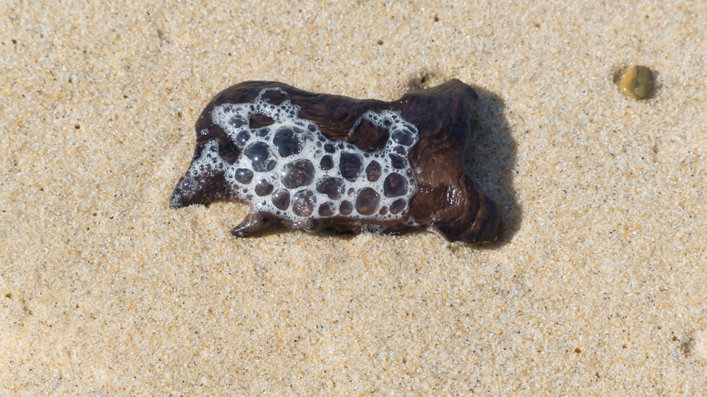 a brown and white animal laying on top of a sandy beach