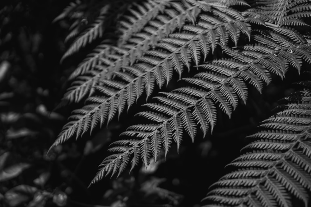 a black and white photo of a fern