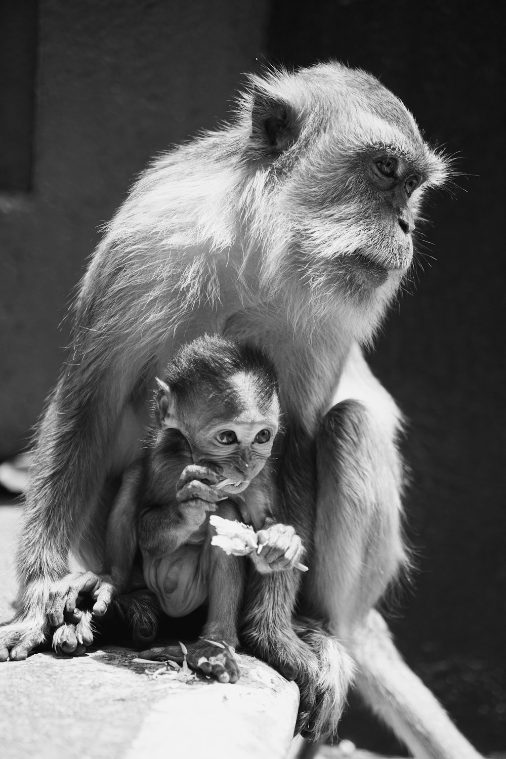 a monkey and its baby sitting on a rock