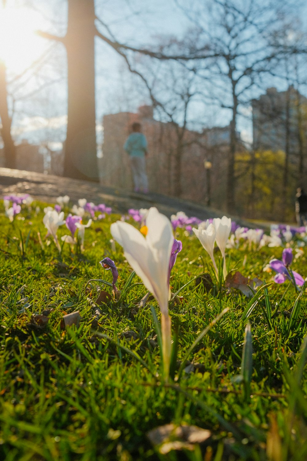 a bunch of flowers that are in the grass