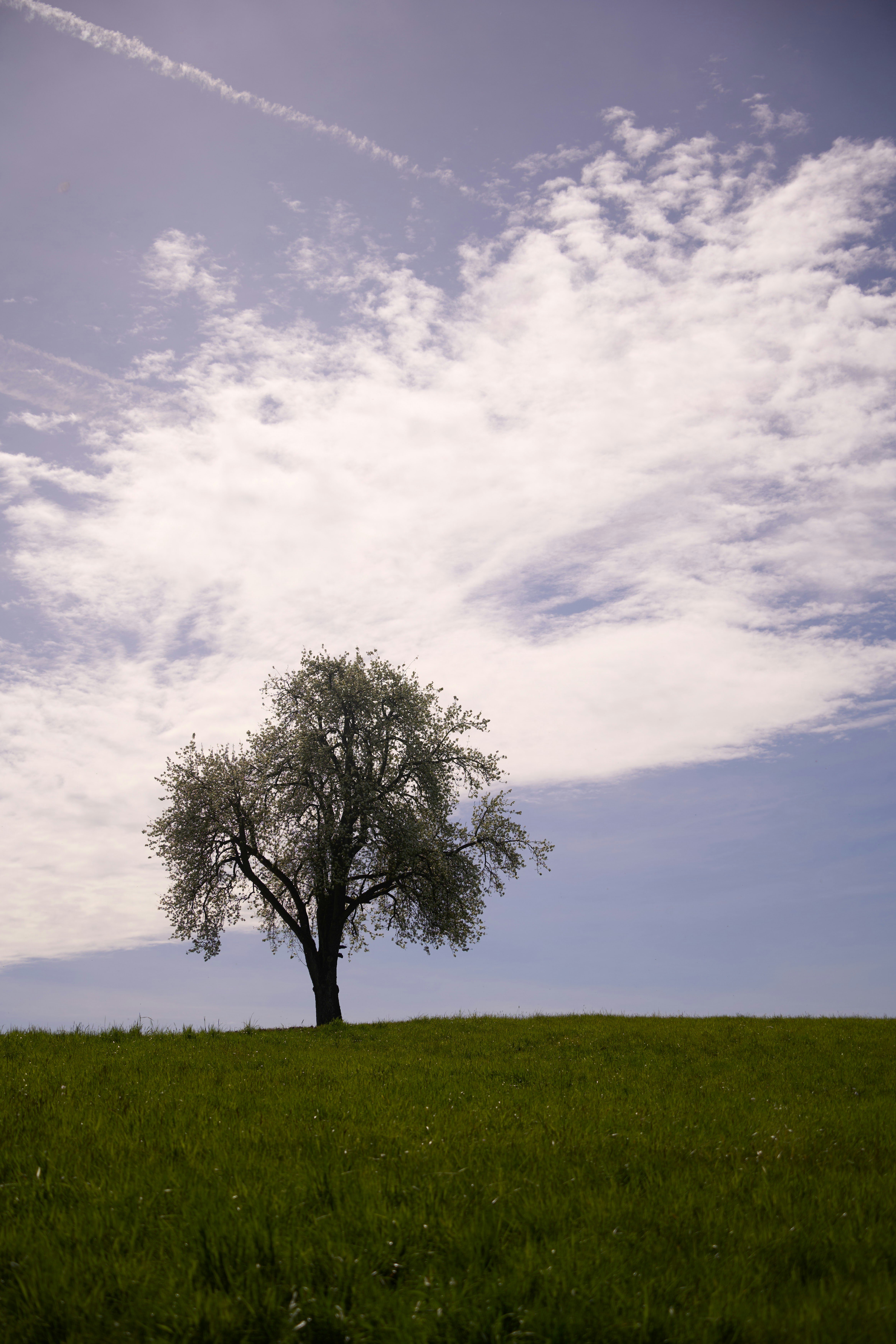 Photo by wolfgang_hasselmann