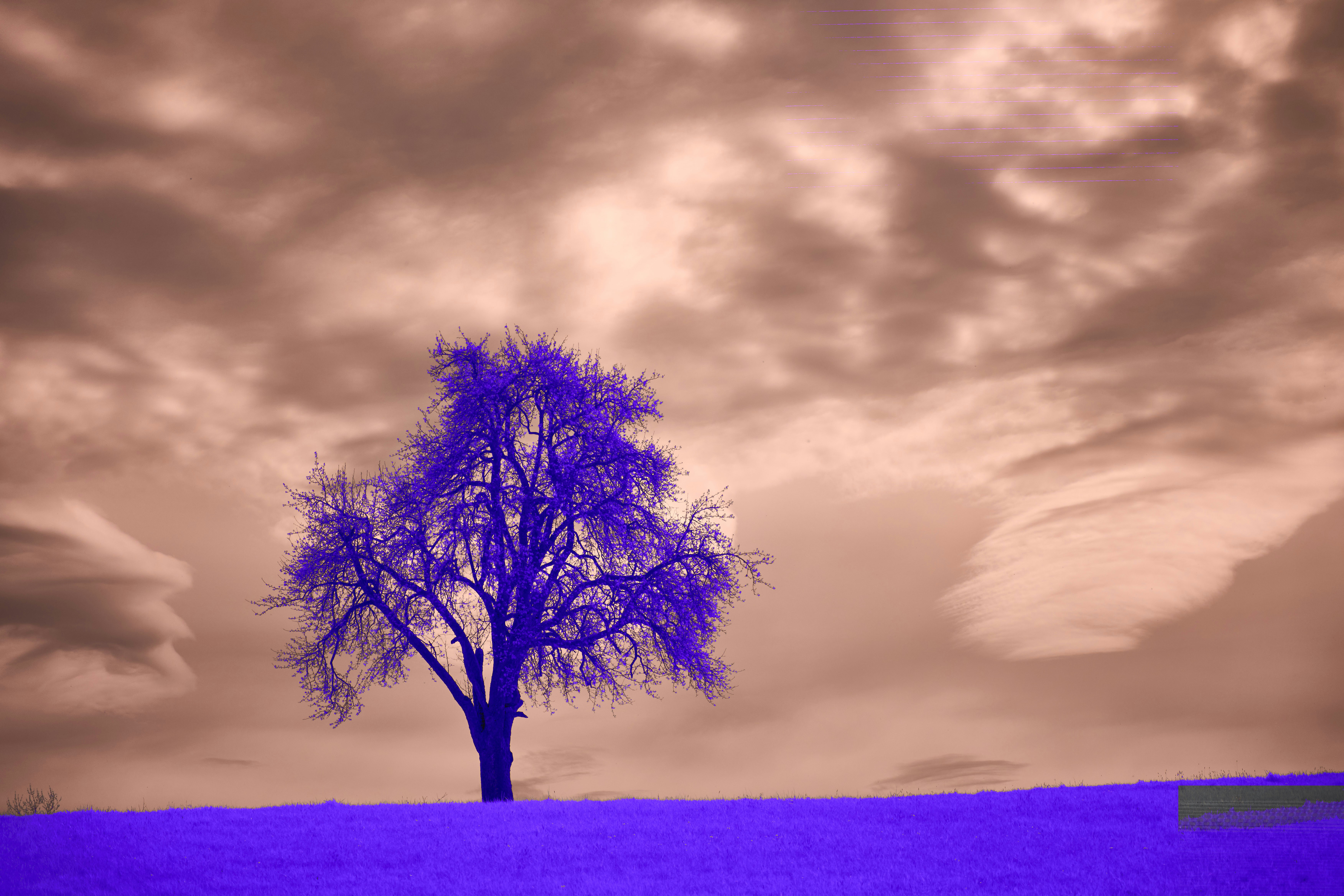 Photo by wolfgang_hasselmann