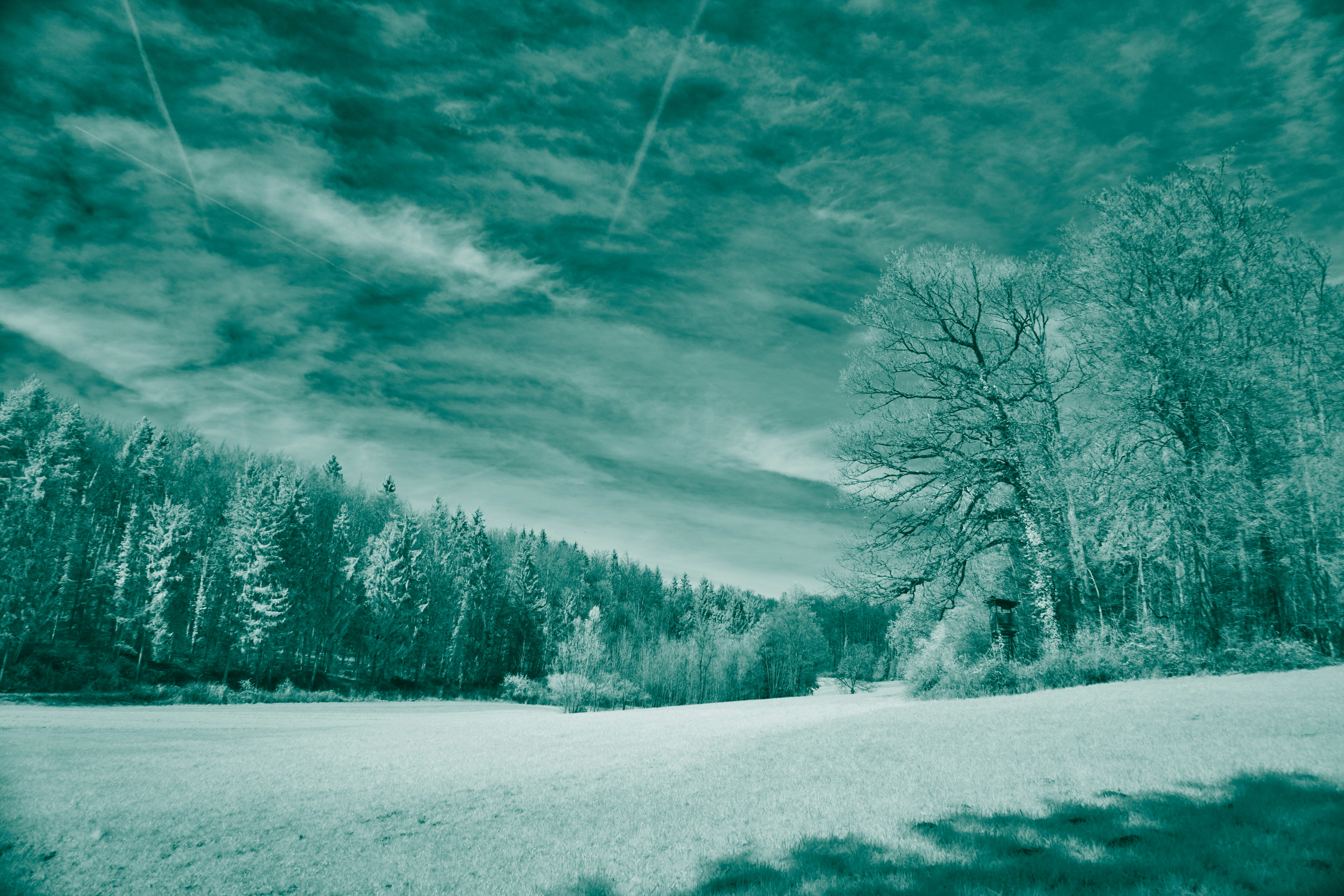 Photo by wolfgang_hasselmann