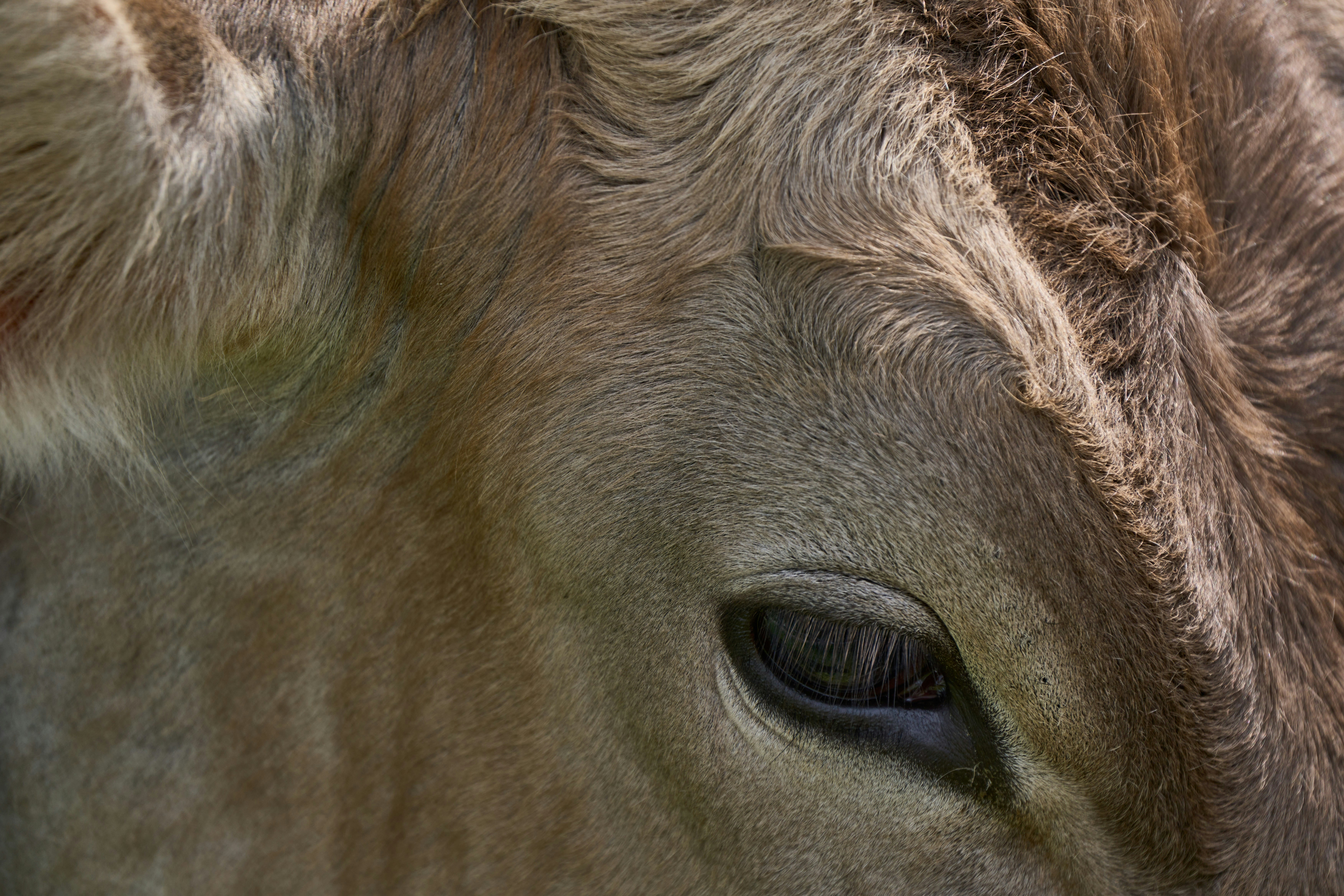 Photo by wolfgang_hasselmann