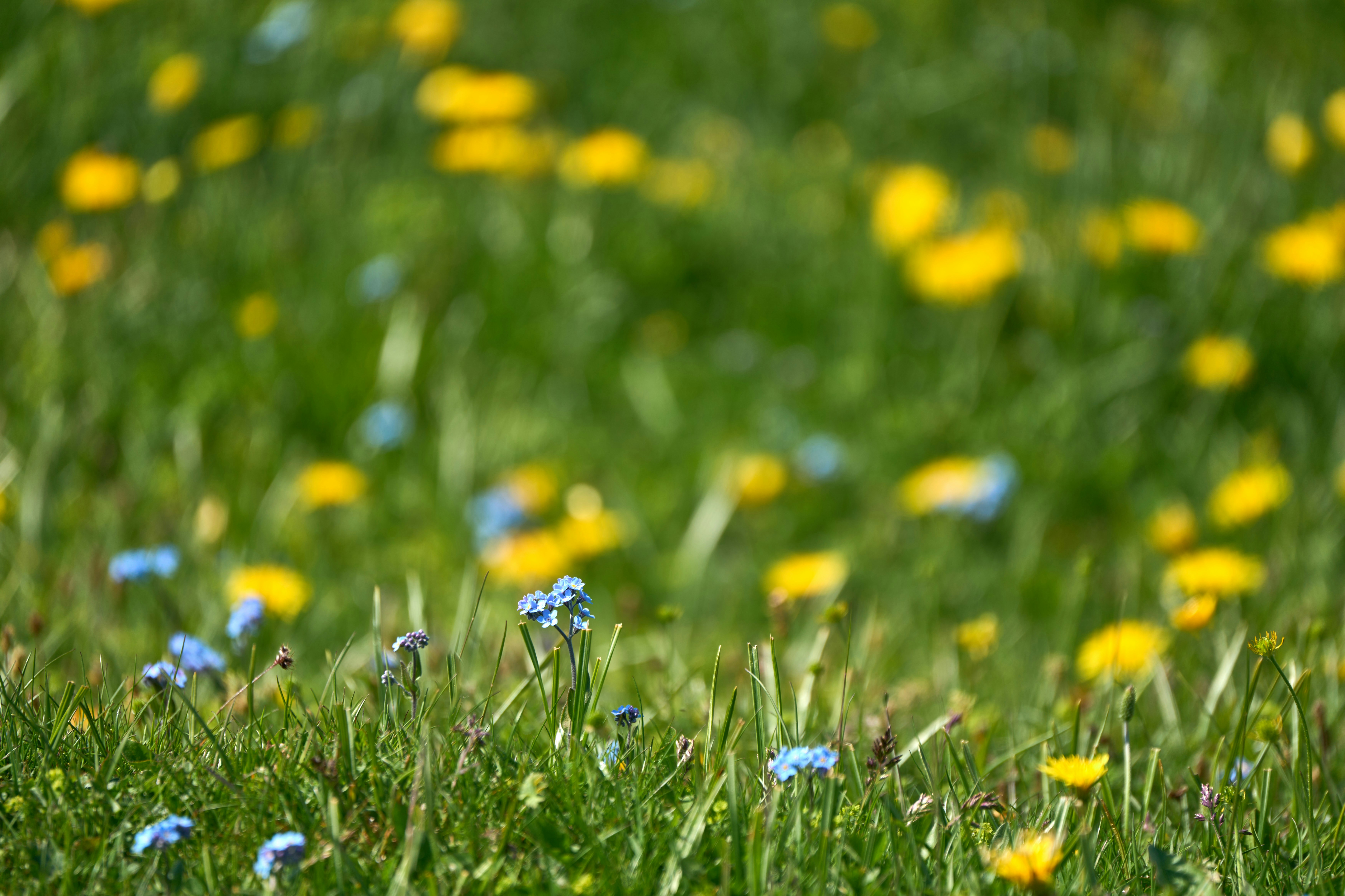 Photo by wolfgang_hasselmann