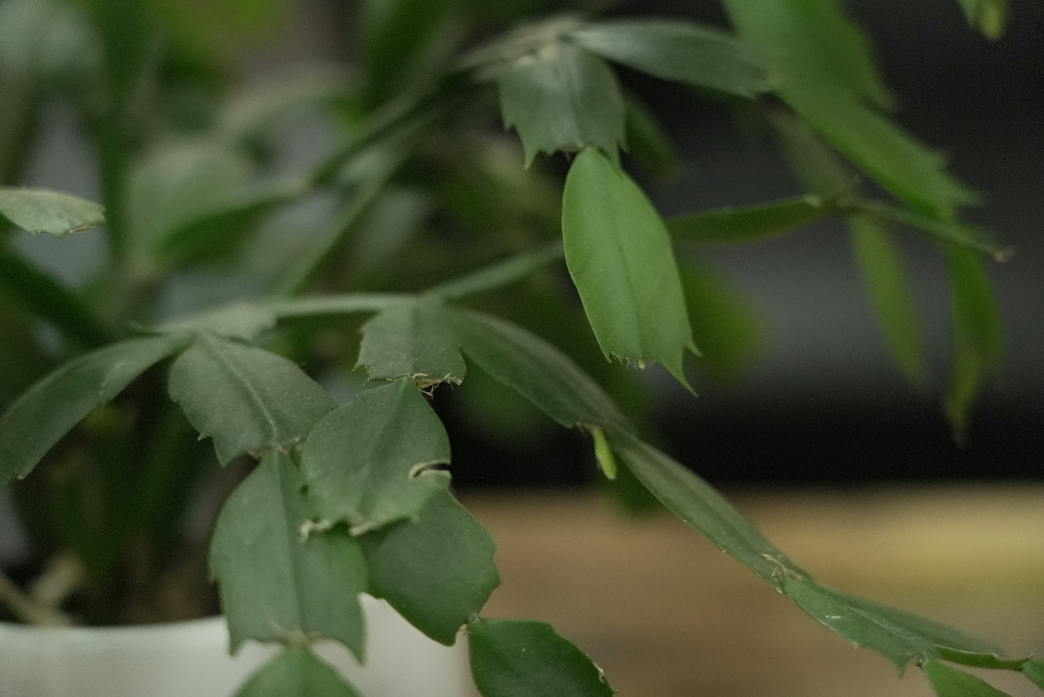 a close up of a plant with green leaves