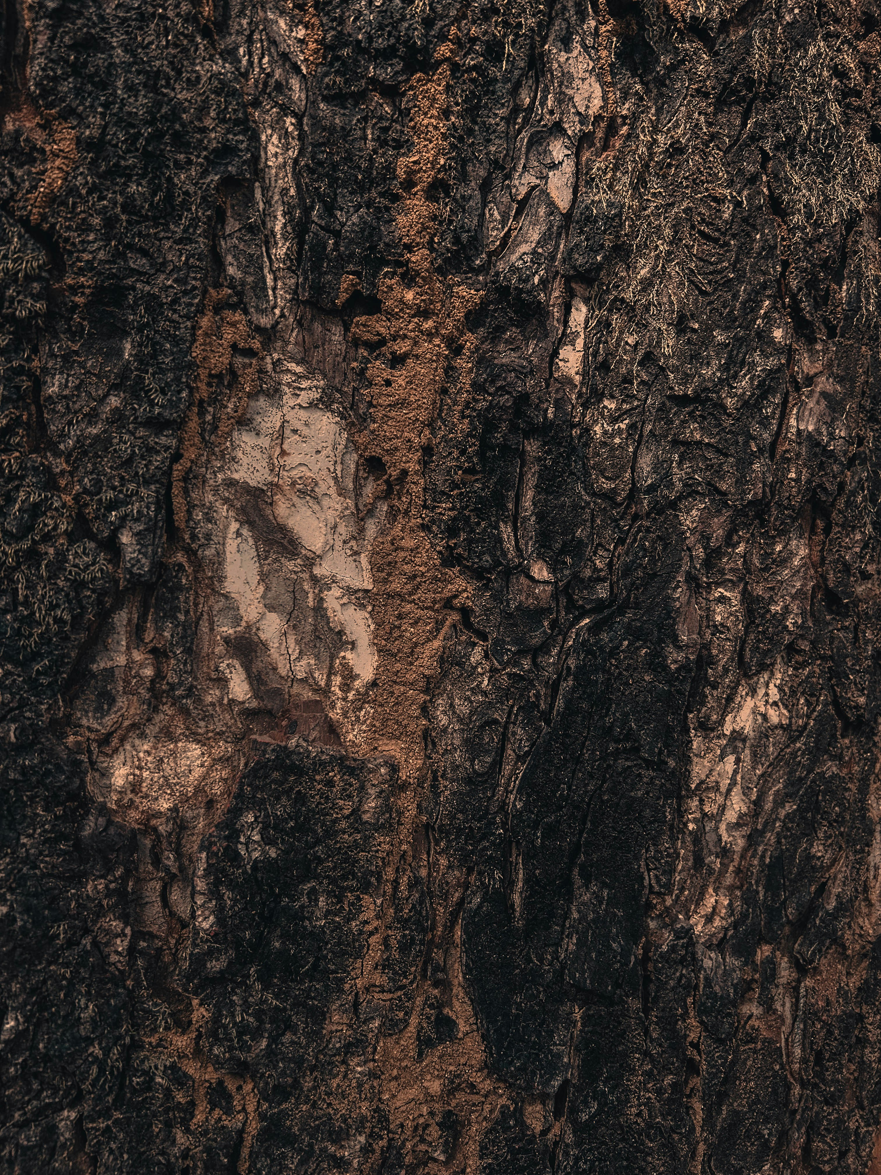 Photo by puku_thapa_