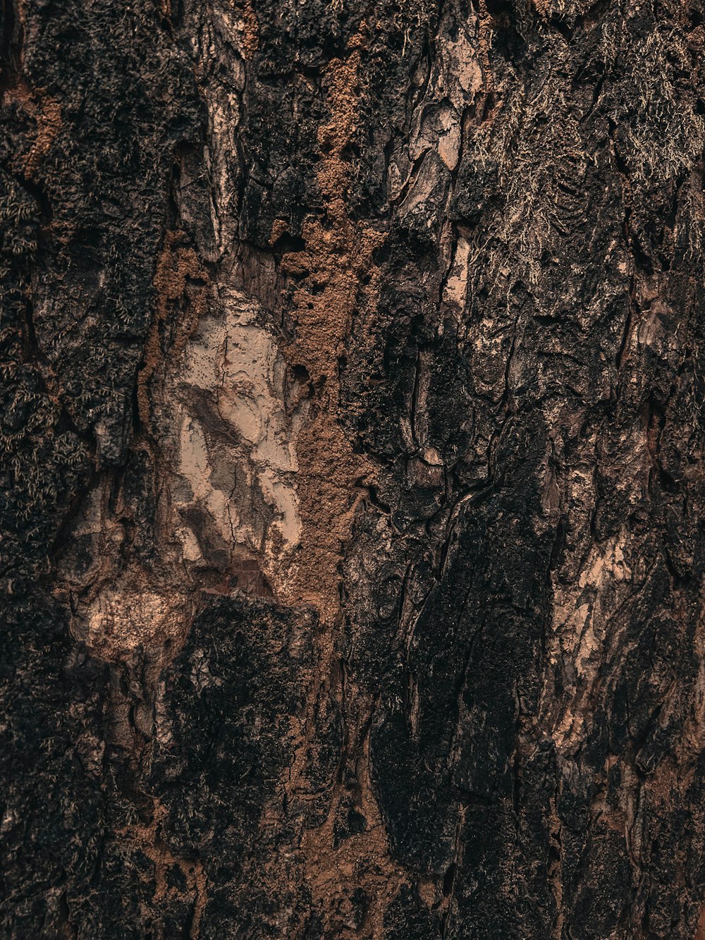 um close up de uma casca de árvore com uma mancha branca na casca