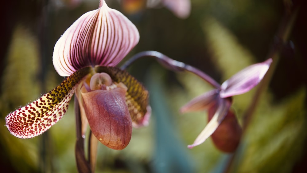 a close up of a flower with a blurry background