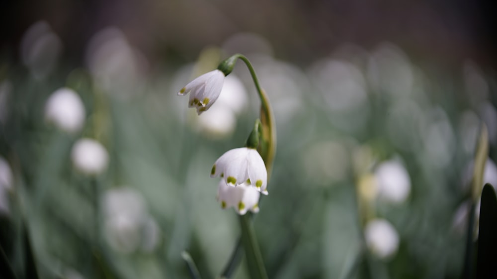 a bunch of white flowers that are in the grass