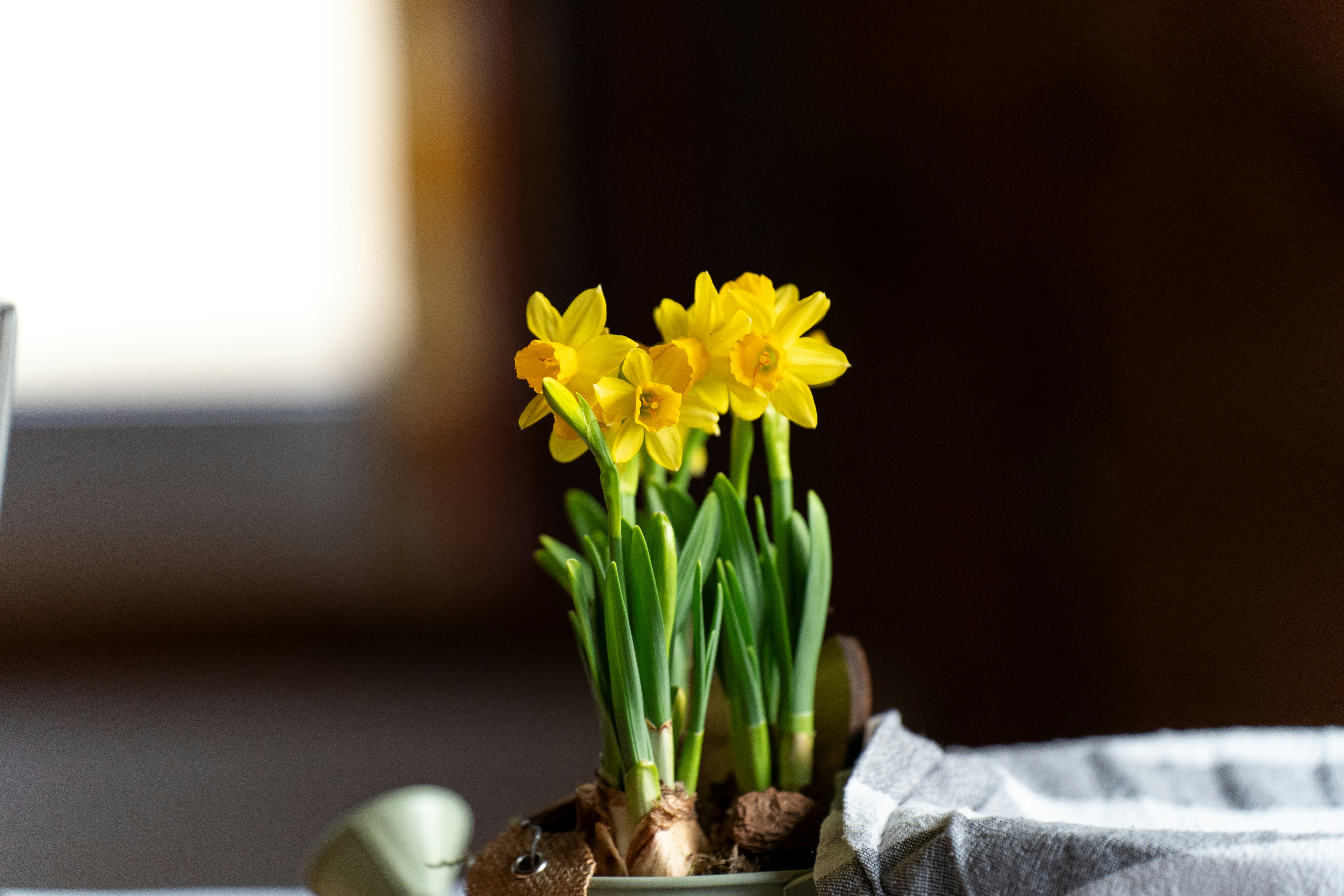 a potted plant with yellow flowers in it