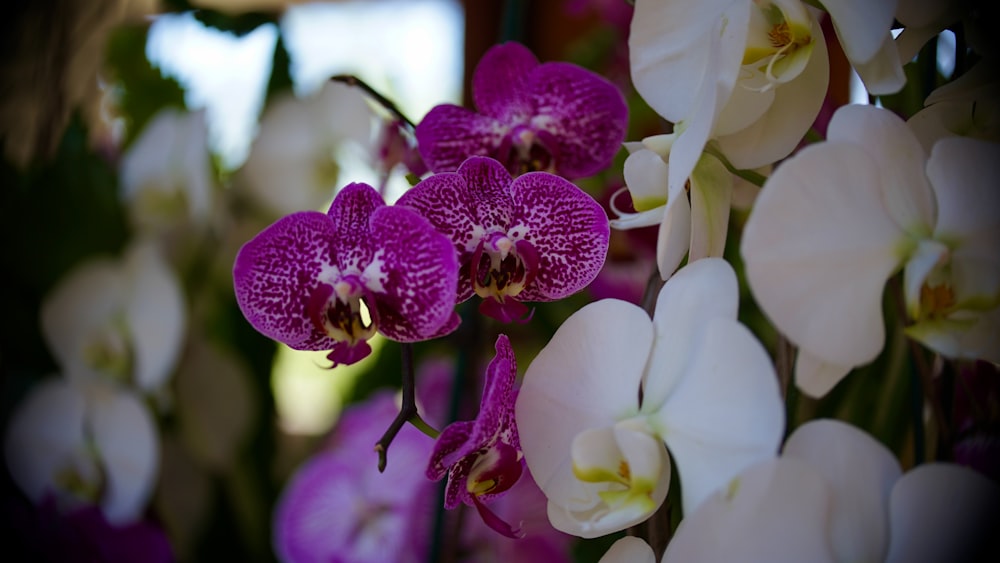 Un primer plano de un ramo de flores moradas y blancas