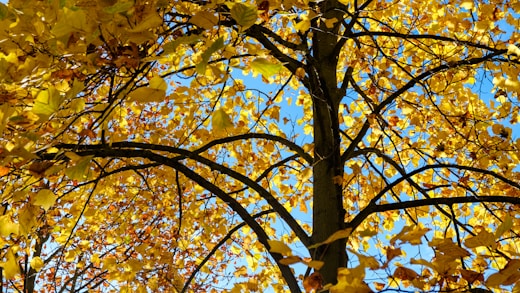 a tree with yellow leaves and a blue sky in the background