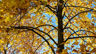 a tree with yellow leaves and a blue sky in the background