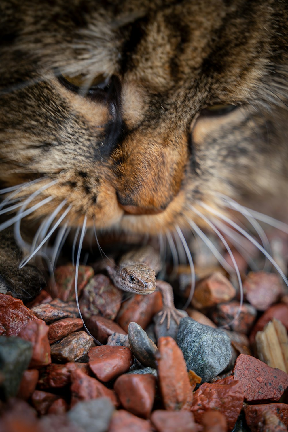 a close up of a cat laying on a pile of rocks