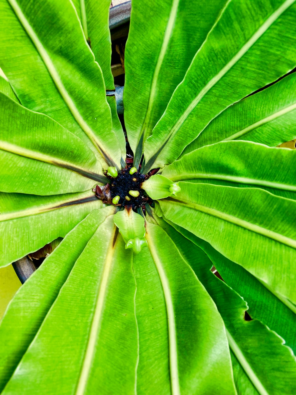 a large green leaf with a black center