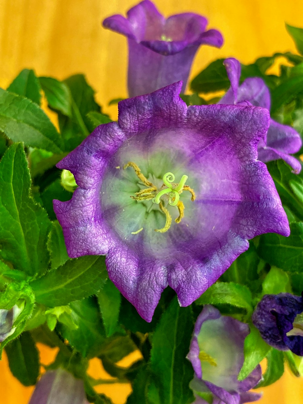 a close up of a purple flower with green leaves