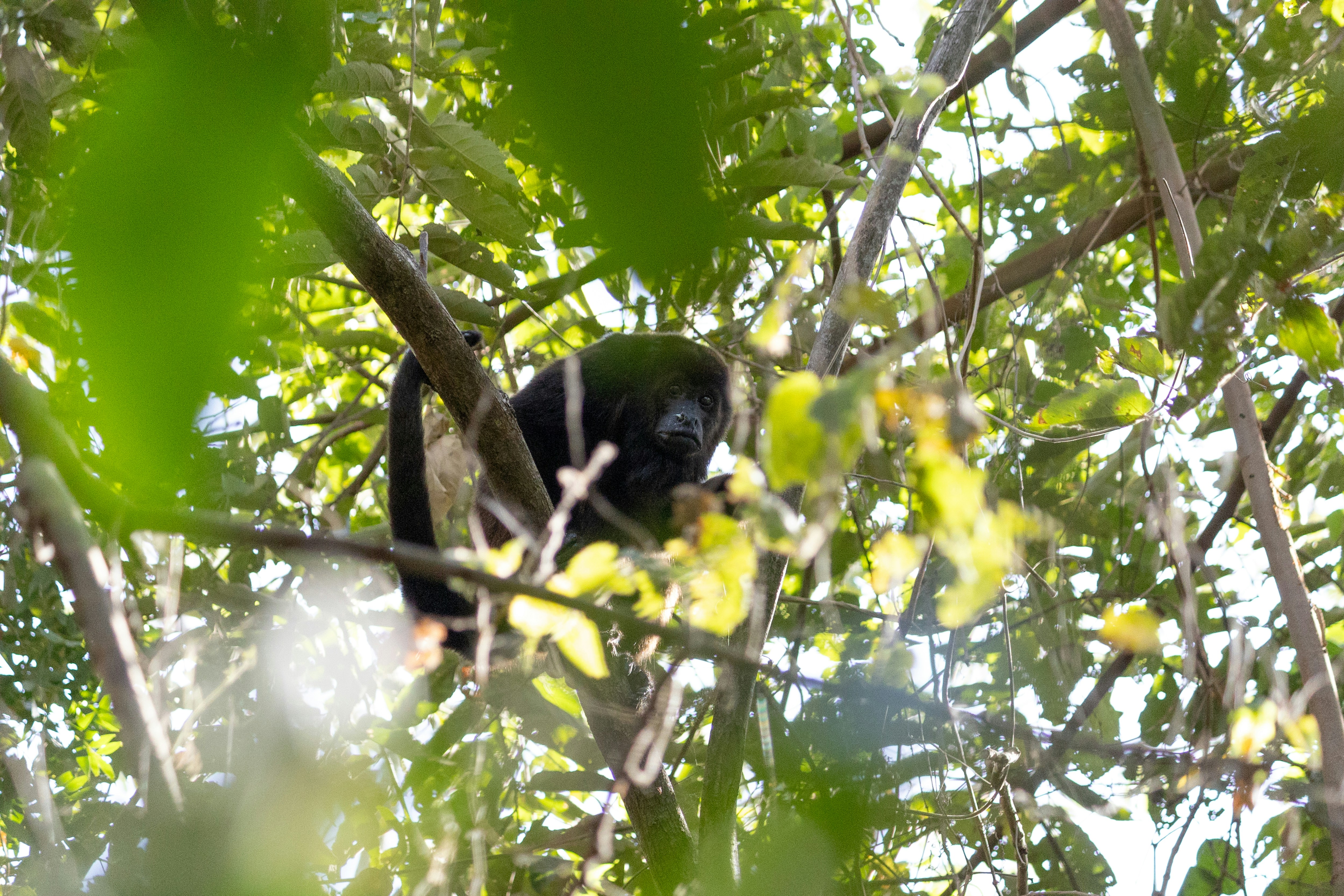 Ometepe Island, Nicaragua - A lonely mantled howler monkey sitting in the trees of the Maderas Reserva de Biosfera in Nicaragua
