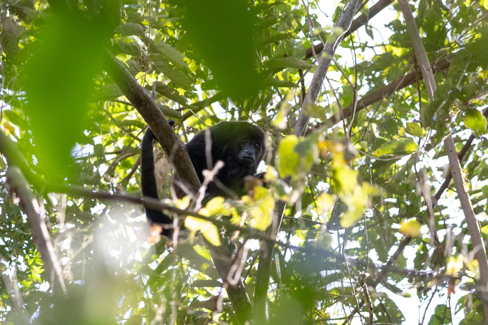 Un mono está sentado en un árbol con hojas
