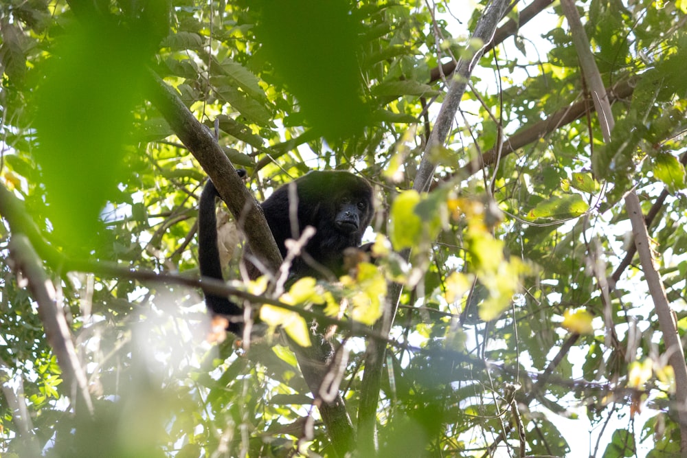 a monkey is sitting in a tree with leaves