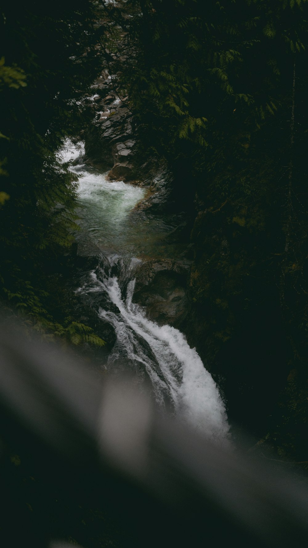 a river running through a lush green forest