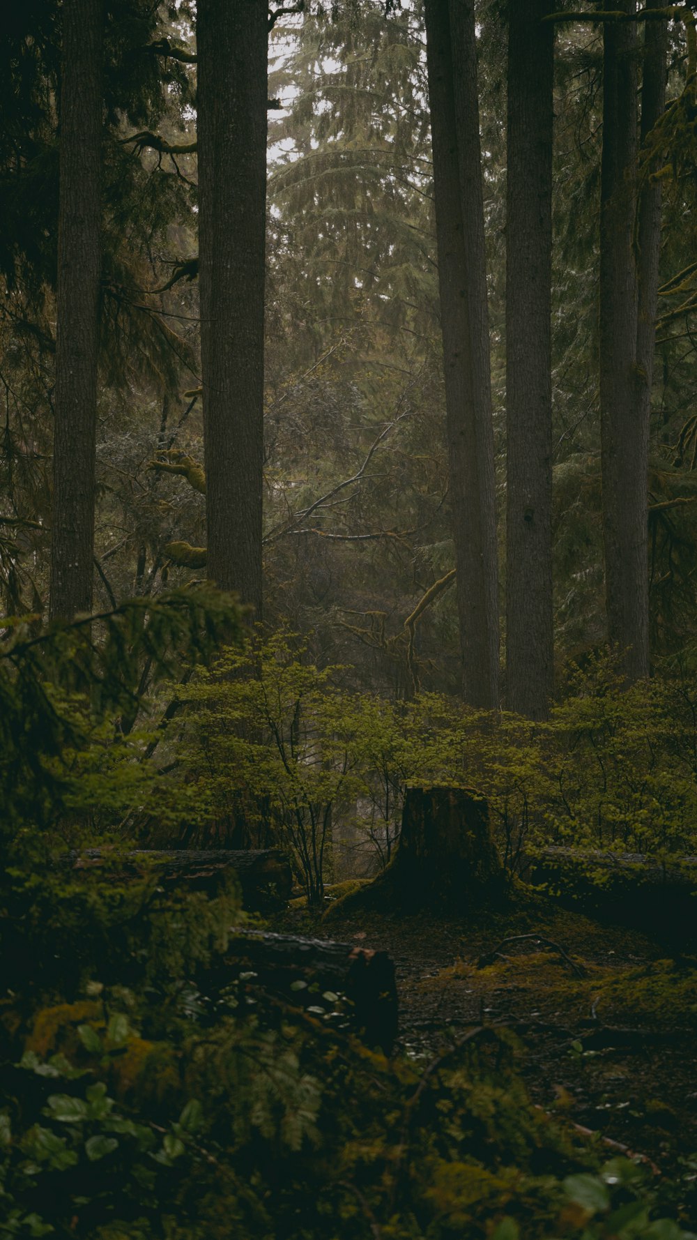 a forest filled with lots of tall trees