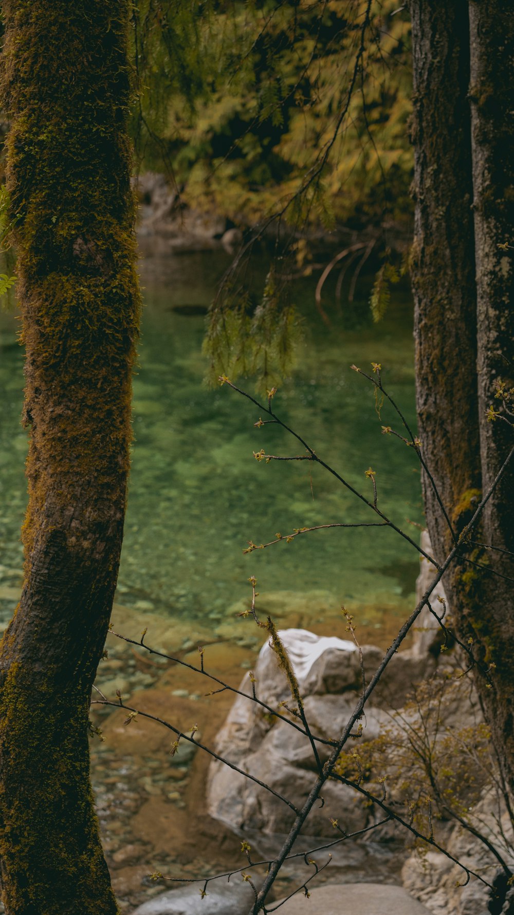 a couple of trees that are next to a body of water