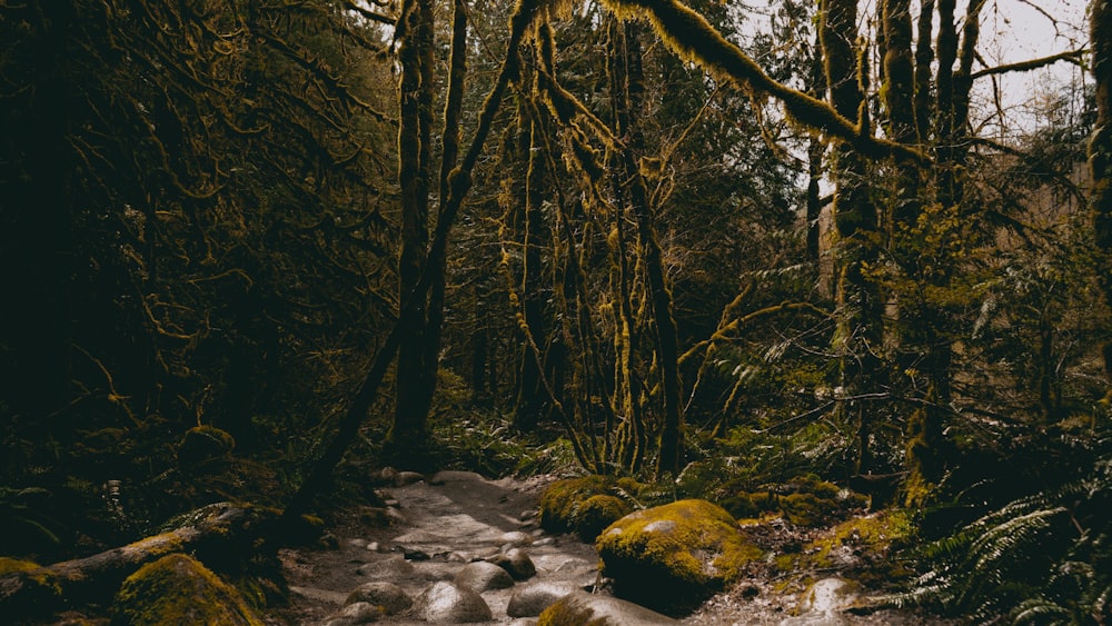 a path in the woods with moss growing on the rocks