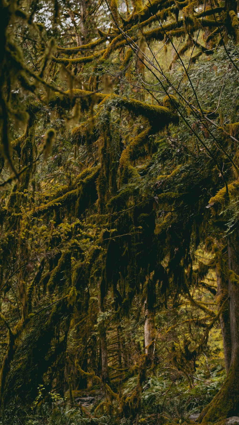 a man riding a horse through a lush green forest