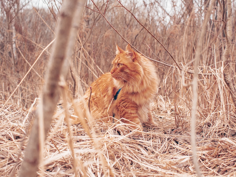 an orange cat sitting in the middle of a field