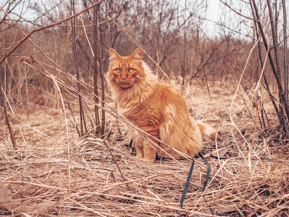 an orange cat sitting in the middle of a field