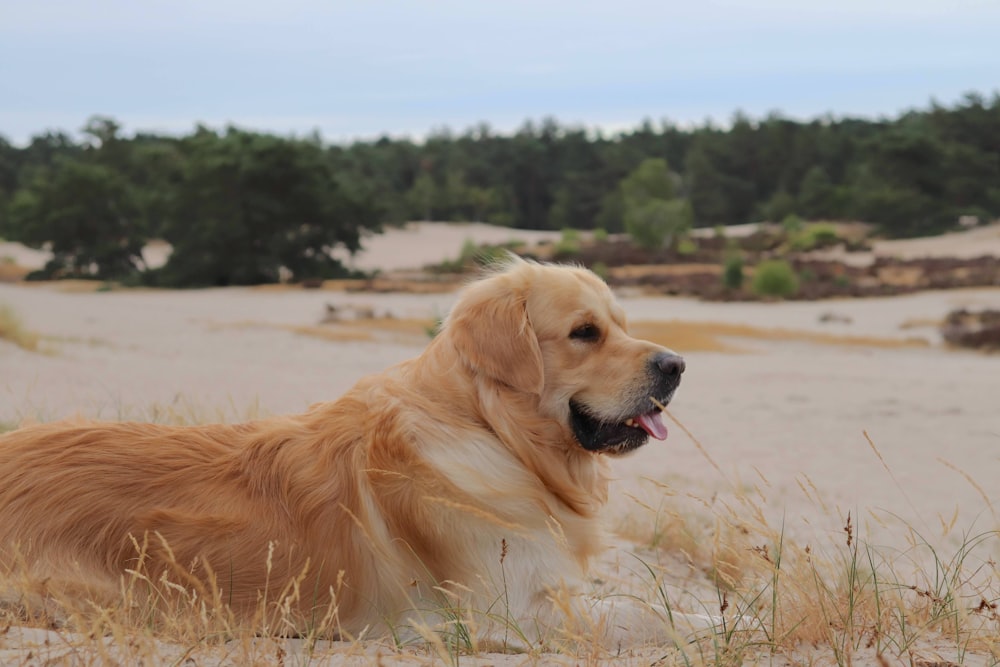 a golden retriever laying in the sand with trees in the background