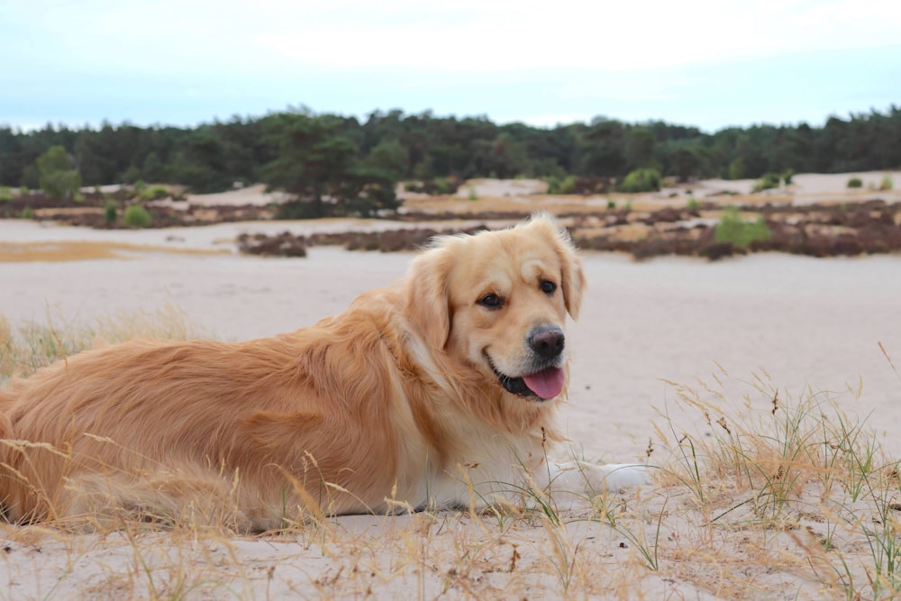 a golden retriever laying in the sand on a beach
