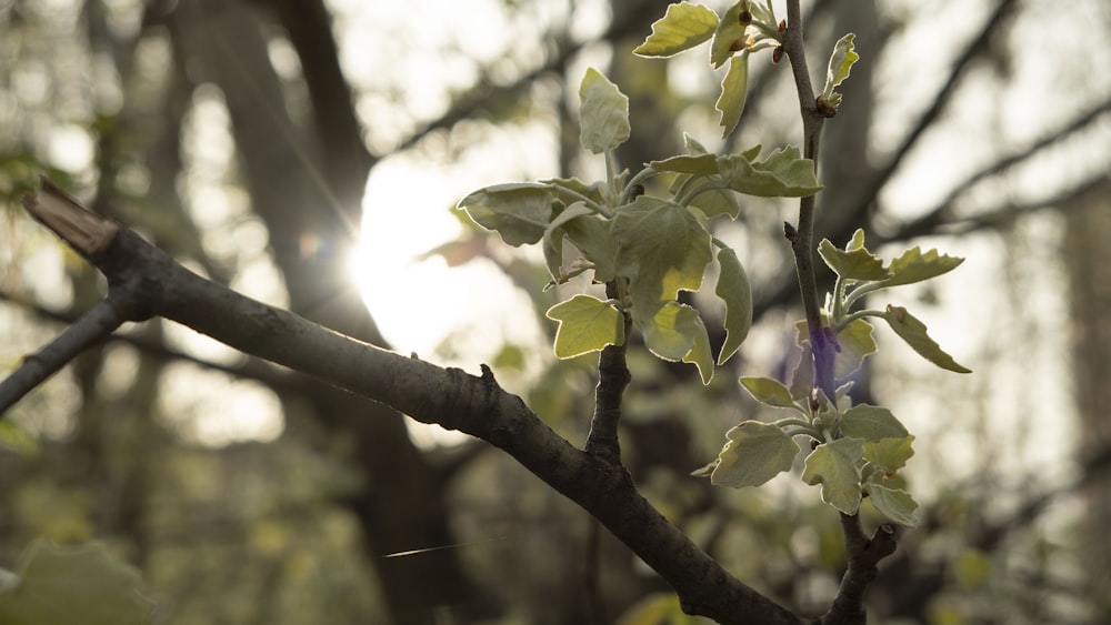 a tree branch with leaves and a purple flower