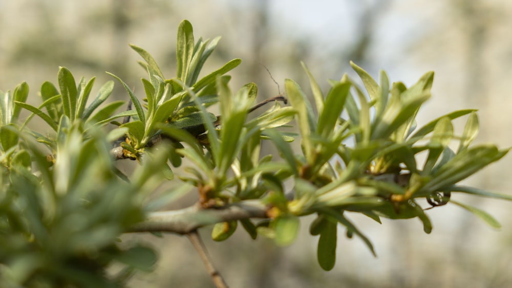 a close up of a branch of a tree