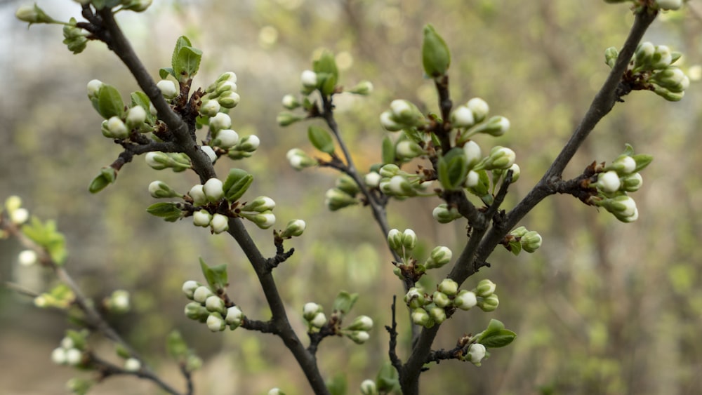 a close up of a tree with small white flowers