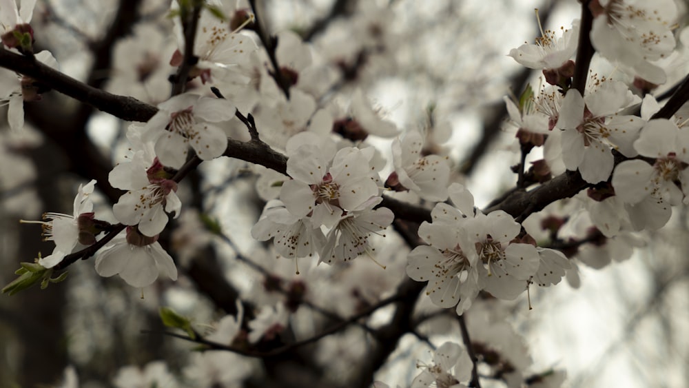 a close up of a tree with white flowers