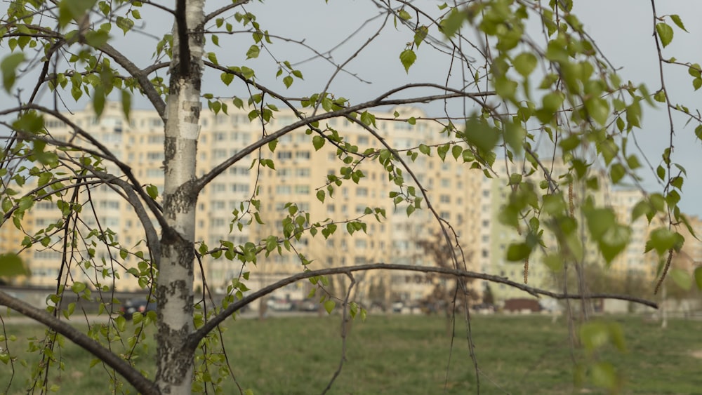 a tree in a field with a building in the background