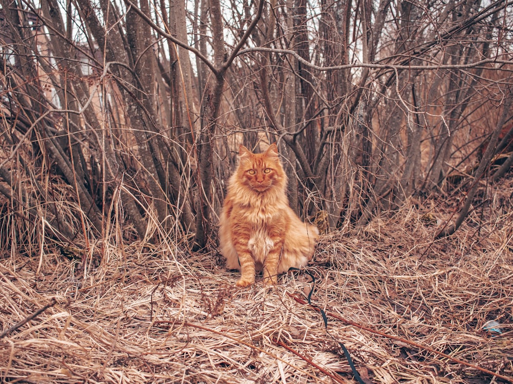 an orange cat sitting in the middle of a forest